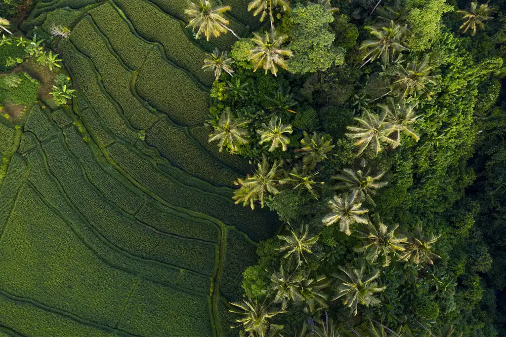 relaxing things to do in Bali, scenic rice terraces and tropical forest view